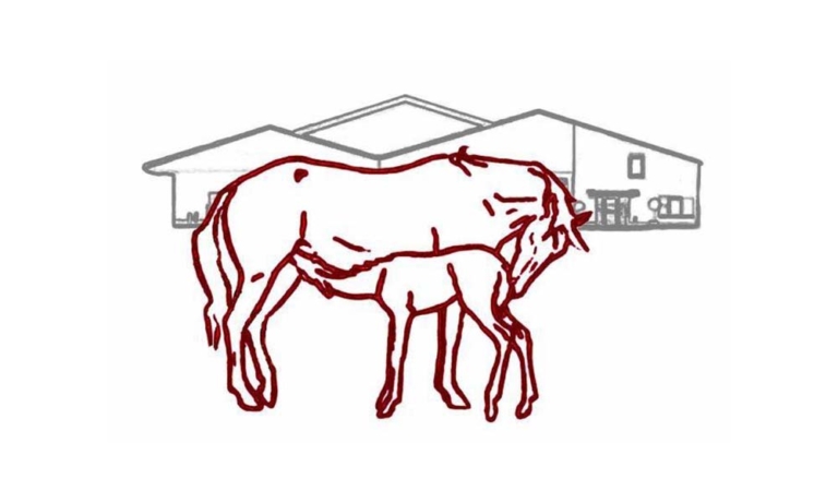 paardenkliniek de veluwe 768x461