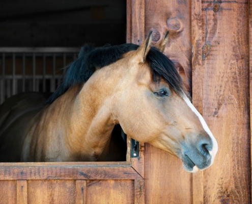 Paard in een houten stal