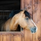 Paard in een houten stal