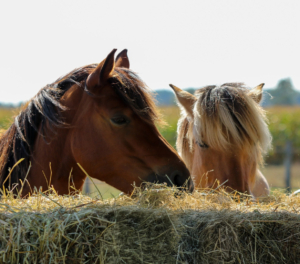 Paarden etend bij een hooibaal