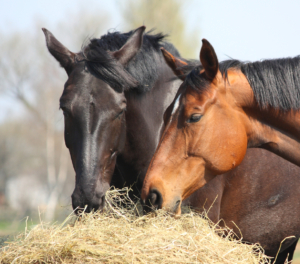 Twee paarden hooi aan het eten