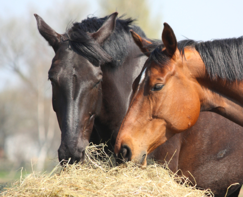 Twee paarden hooi aan het eten