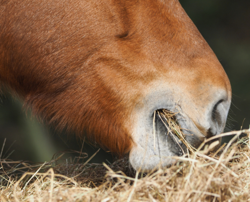 Paard eet hooi