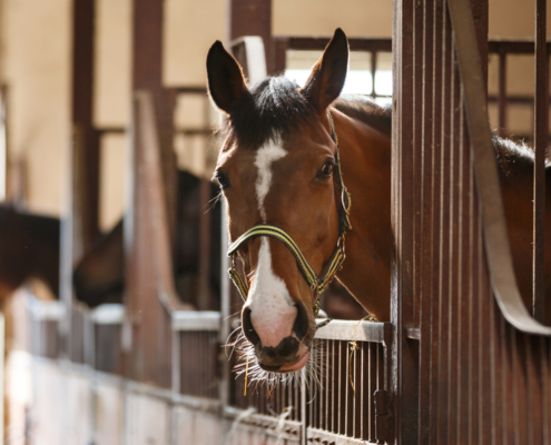 Paard in stal op rust
