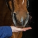 Paard eet uit hand