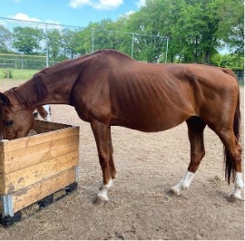 Contessa na 6 maanden: Magere merrie met veulen