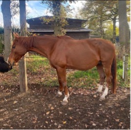 Contessa begin: Magere merrie met veulen