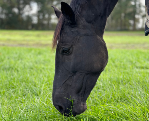 Paard eet gras