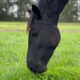 Paard eet gras