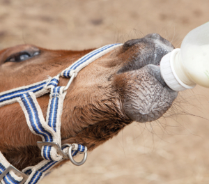 Veulen drinkend uit fles