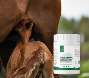 HP Colostrum met veulen drinkend bij moeder