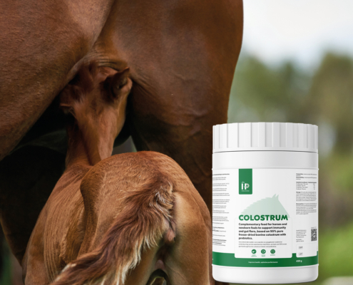 HP Colostrum met veulen drinkend bij moeder