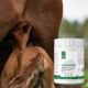 HP Colostrum met veulen drinkend bij moeder