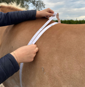 Neus van paard met flyer van de Body Condition Score