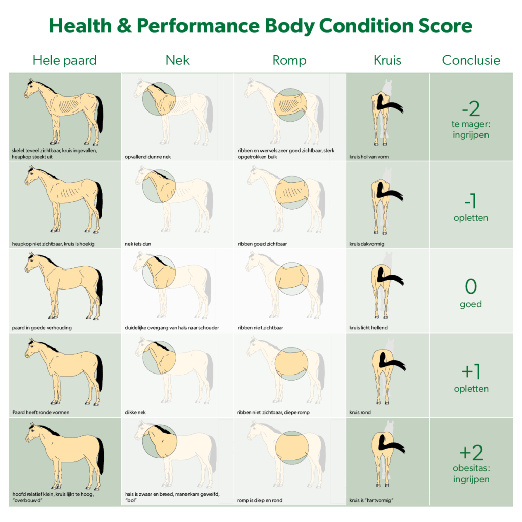 Health & Performance Body Condition Score