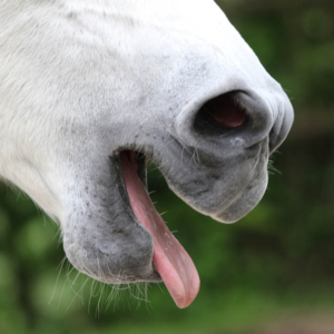 Gapend paard met de verschijnselen van maagzweren