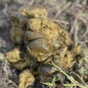 Mest van een paard