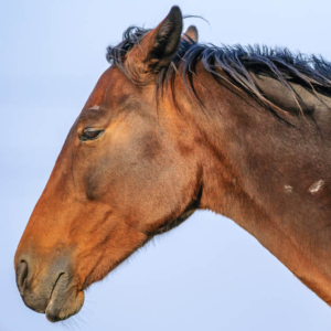 Schimmelkleurig paard galoppeert door de wei