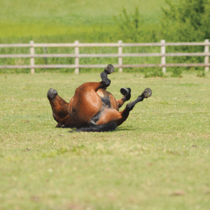 Rollend paard met koliekverschijnselen in weide