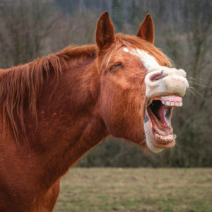 Gapend paard, tanden te zien