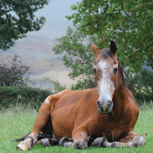 Ouder paard liggend in weide
