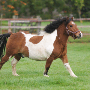 Te dik paard rent in de wei