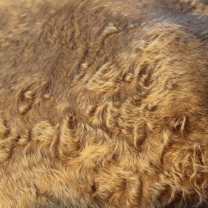 Vacht van paard met PPID