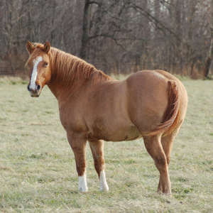 Te dik paard in weide