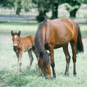 Merrie met veulen in weide