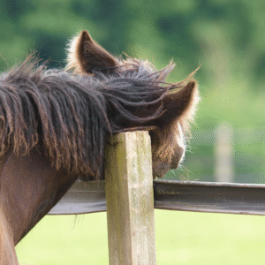 Paard met jeuk schuurt tegen een houten paal