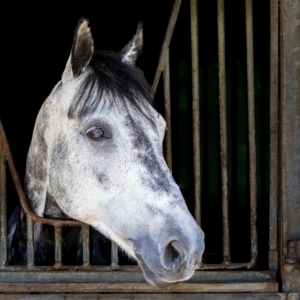 Schimmelkleurig paard staat op stal