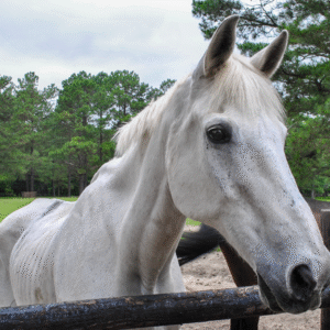 Schimmelkleurig te mager paard in weide