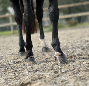 Paard staat hooi te eten