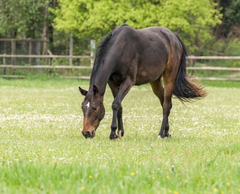 Paard in de wei