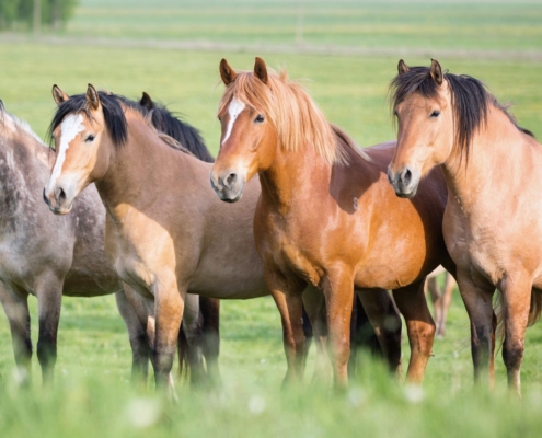 paarden gezamenlijk in de wei