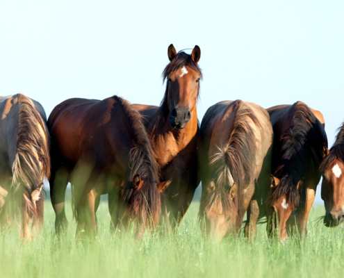 Paarden in de wei