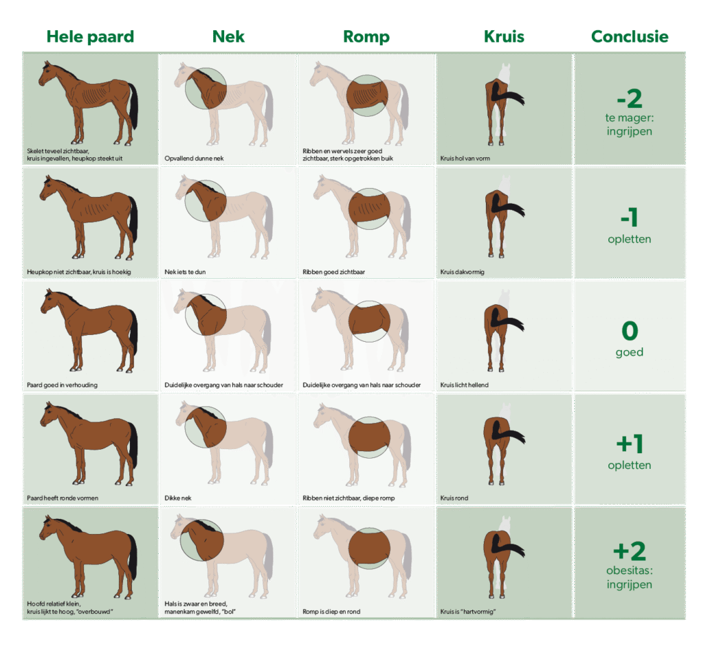 Body condition score
